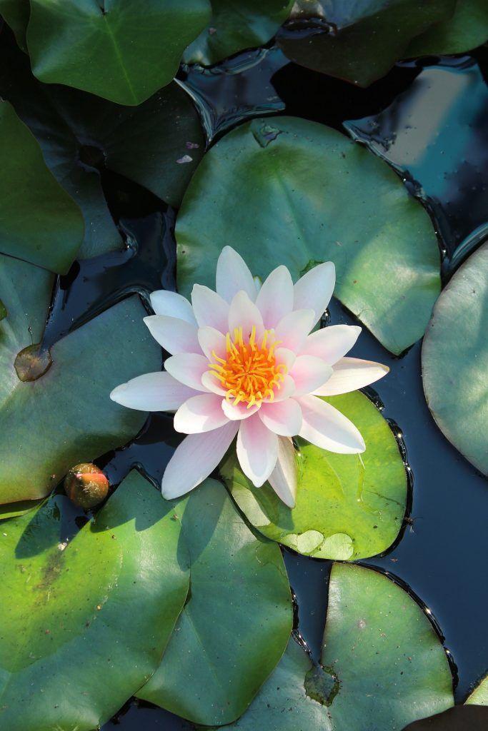 Sundrenched Oasis: A Harmony of Flora